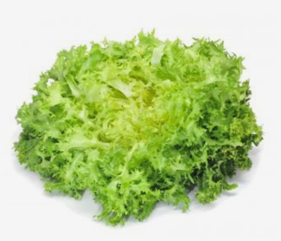 Chicorée frisée