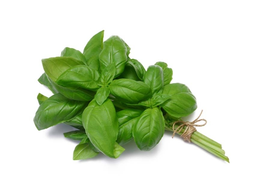 Basilic