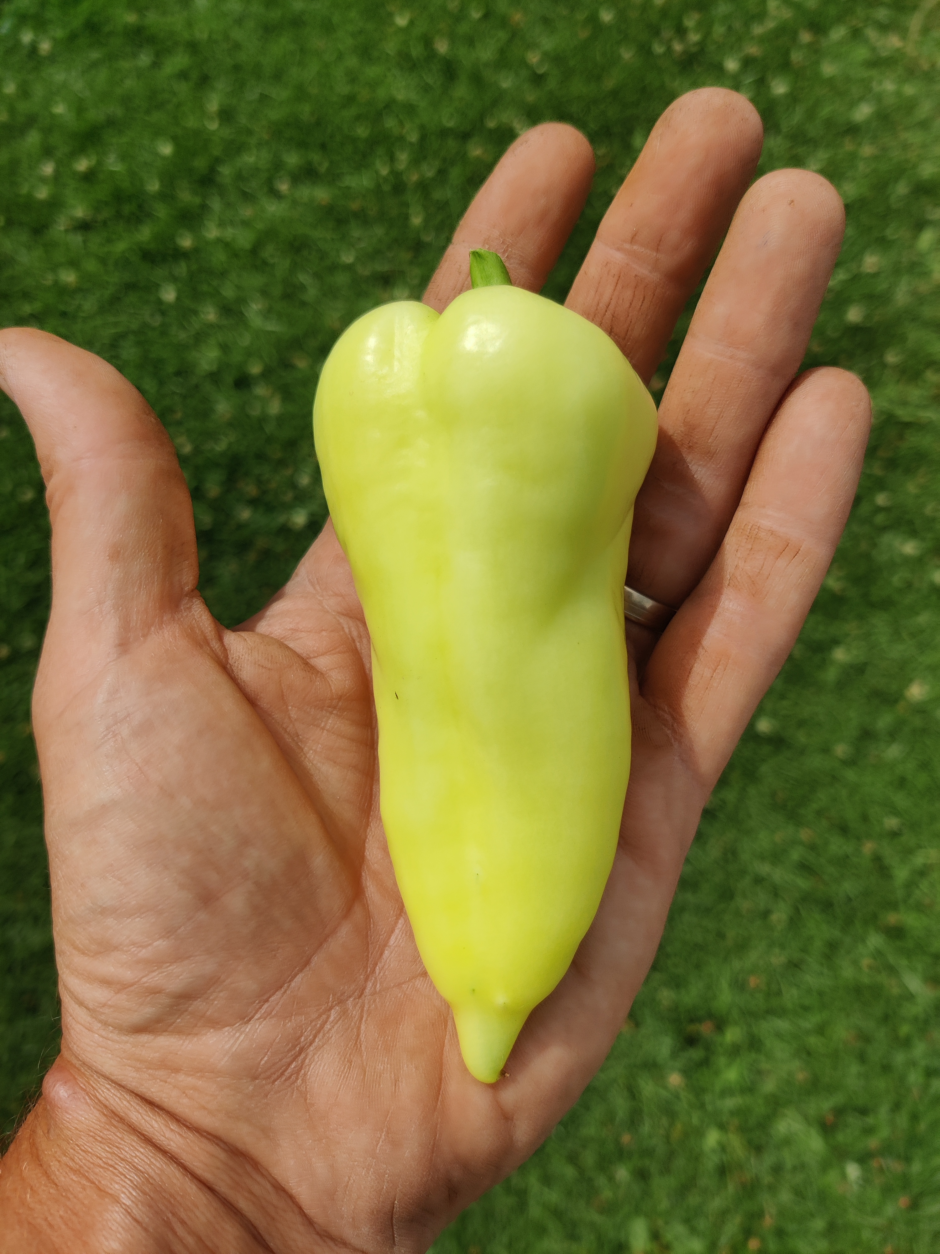 Piment banane (léger)