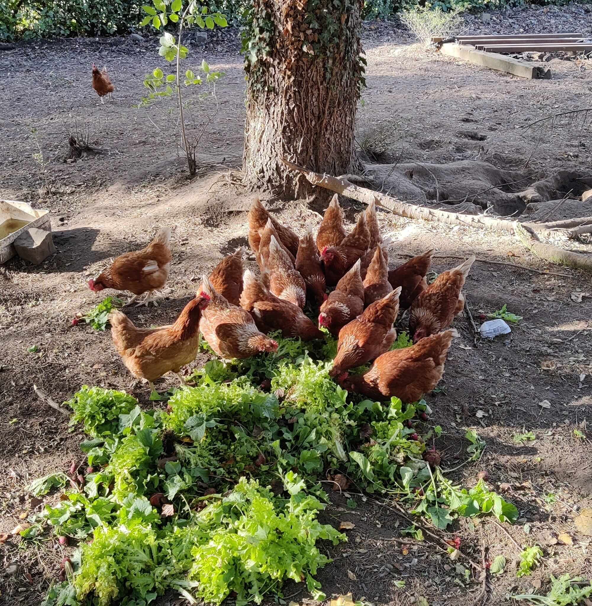 Les poulettes